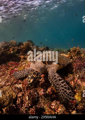 Tortue à bec-de-poule en danger critique d'extinction, Eretmochelys imbricata, sur le récif du parc national de Komodo, Indonésie Banque D'Images