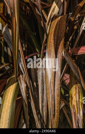 Les feuilles d'un Phormium Bronze Warrior Phormium tenax purpureum Nouvelle-Zélande Flax poussant dans un jardin à Newquay en Cornouailles au Royaume-Uni. Banque D'Images