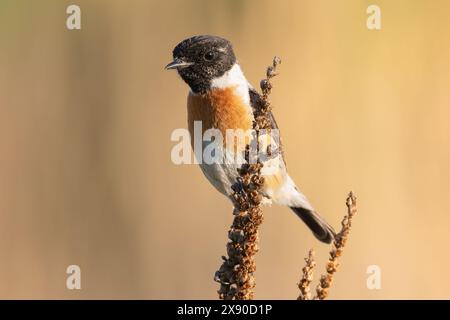 Gros plan du mâle Stonechat commun dans l'habitat naturel, oiseau sur fond hors foyer (Saxicola torquatus) Banque D'Images