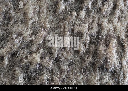 photo macro extrême de corne de cerf en jachère, image empilée 4x Banque D'Images