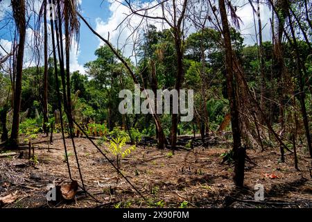 La forêt brûlée crée un jardin dans l'intérieur du Suriname Banque D'Images