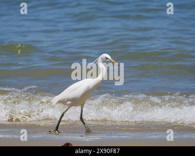 Pacific Reef Heron light Morph Egretta sacra Sabah, Malaysia, Bornéo, se Asia BI040492 Banque D'Images