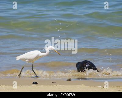 Pacific Reef Heron light Morph Egretta sacra Sabah, Malaysia, Bornéo, se Asia BI040500 Banque D'Images