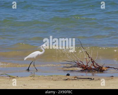 Pacific Reef Heron light Morph Egretta sacra Sabah, Malaysia, Bornéo, se Asia BI040507 Banque D'Images