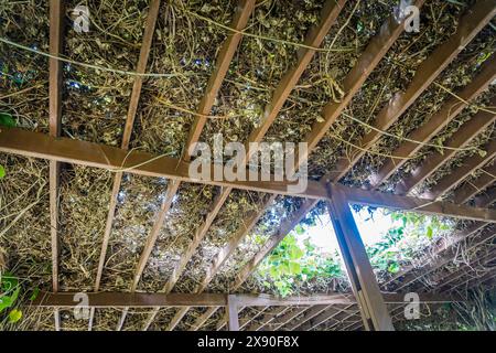 Pavillon de plafond de chaume avec structure de cadre en bois vue d'en bas Banque D'Images