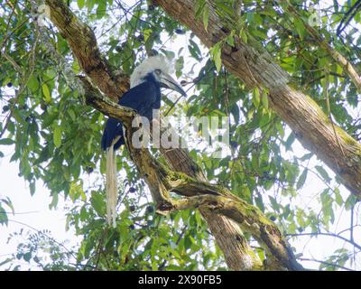 Hornbill blanc couronné Berenicornis comatus Sabah, Malaysia, Bornéo, se Asia BI040539 Banque D'Images