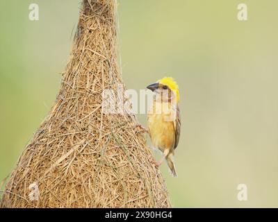 Baya Weaver and Nest Ploceus philippinus Sabah, Malaysia, Bornéo, se Asia BI041171 Banque D'Images