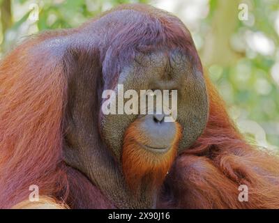 Orang-outan mâle dominant Pongo pygmaeus Sabah, Malaisie, Bornéo, Asie du Sud-est MA004746 Banque D'Images