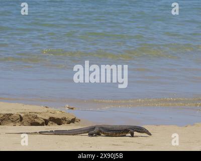 Asian Water Monitor Lizard Varanus salvator Sabah, Malaysia, Bornéo, se Asie RE000486 Banque D'Images