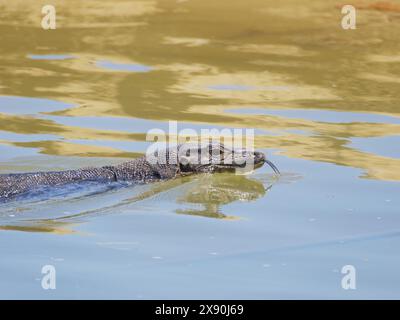 Asian Water Monitor Lizard Varanus salvator Sabah, Malaysia, Bornéo, se Asie RE000494 Banque D'Images