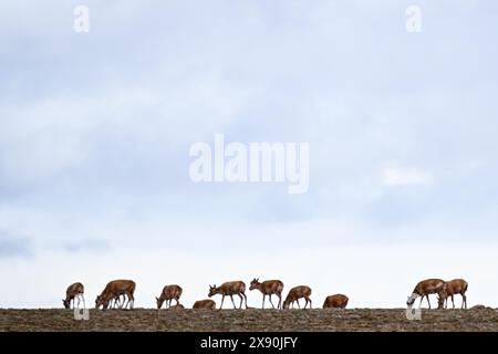 Xining, province chinoise du Qinghai. 27 mai 2024. Des antilopes tibétaines migrent dans la région de Wudaoliang à Hoh XIL, dans la province du Qinghai, au nord-ouest de la Chine, le 27 mai 2024. La haute saison pour la migration des antilopes tibétaines au cœur de la réserve naturelle nationale de Hoh XIL au nord-ouest de la Chine pour accoucher est arrivée, selon l'administration de la réserve de Hoh XIL. Crédit : Zhang long/Xinhua/Alamy Live News Banque D'Images