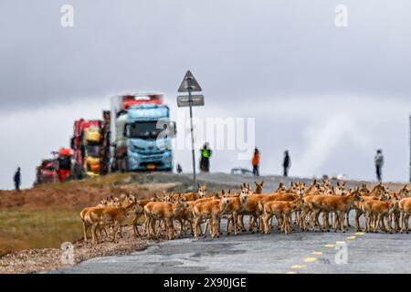 Xining, province chinoise du Qinghai. 27 mai 2024. Des antilopes tibétaines migrent dans la région de Wudaoliang à Hoh XIL, dans la province du Qinghai, au nord-ouest de la Chine, le 27 mai 2024. La haute saison pour la migration des antilopes tibétaines au cœur de la réserve naturelle nationale de Hoh XIL au nord-ouest de la Chine pour accoucher est arrivée, selon l'administration de la réserve de Hoh XIL. Crédit : Zhang long/Xinhua/Alamy Live News Banque D'Images