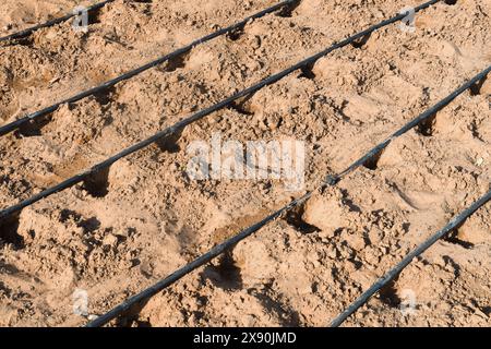 Dubaï, Émirats arabes Unis - 6 janvier 2024 : système d'irrigation goutte à goutte à haute efficacité qui préserve l'eau dans le paysage aride de Dubaï. Banque D'Images