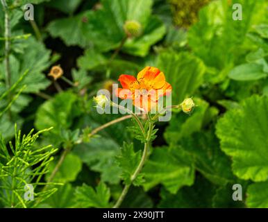 Gros plan de fleurs de Geum coccineum (Scrallet Avens). Kit jardin botanique, Karlsruhe, Bade-Wurtemberg, Allemagne Banque D'Images