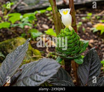 Gros plan de la crêpe gingembre (Costus speciosus) fleur blanche en fleurs Banque D'Images