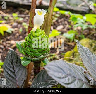 Gros plan de la crêpe gingembre (Costus speciosus) fleur blanche en fleurs Banque D'Images