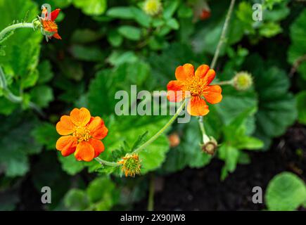 Gros plan de fleurs de Geum coccineum (Scrallet Avens). Kit jardin botanique, Karlsruhe, Bade-Wurtemberg, Allemagne Banque D'Images