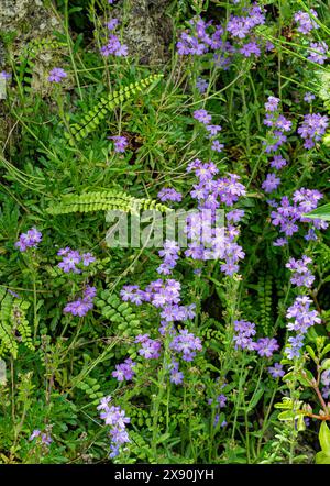 Le baume des Alpes (Erinus alpinus) est une herbe vivace originaire des montaines du sud de l'Europe et des montagnes d'Afrique du Nord. Banque D'Images