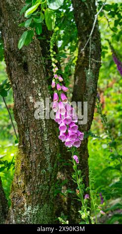 Politique digitale (Digitalis purpurea) en fleurs Banque D'Images