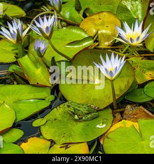 Grenouille comestible, Pelophylax esculentus, Basse-Saxe, Allemagne, Europe Banque D'Images