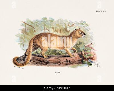 Illustration vintage d'un chat sauvage d'un livre d'histoire naturelle du XIXe siècle détaillant les espèces félines. Banque D'Images