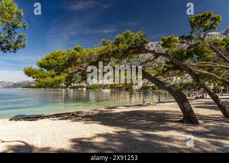 Stadtstrand Makarska Windschiefe Pinien am Stadtstrand von Makarska, Kroatien, Europa pins balayés par le vent à Makarska plage de la ville, Croatie, Europe *** Maka Banque D'Images