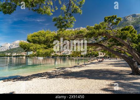 Windschiefe Pinien am Stadtstrand von Makarska, Kroatien, Europa | pins balayés par le vent à la plage de Makarska, Croatie, Europe Banque D'Images