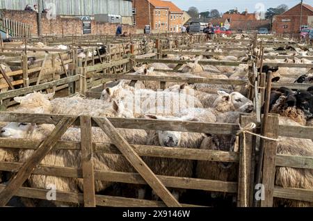 Moutons dans des enclos au marché hebdomadaire en plein air des agriculteurs Malton North Yorkshire Angleterre Royaume-Uni GB Grande-Bretagne Banque D'Images