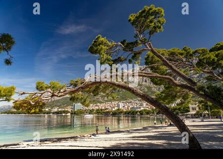 Windschiefe Pinien am Stadtstrand von Makarska, Kroatien, Europa | pins balayés par le vent à la plage de Makarska, Croatie, Europe Banque D'Images
