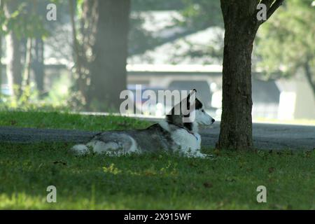 Chien Husky assis à l'extérieur dans la cour avant d'une propriété Banque D'Images