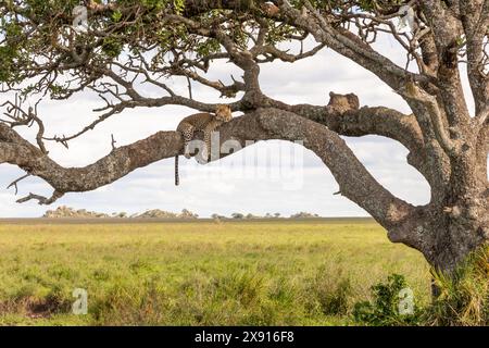 Dans une scène classique du Serengeti, un léopard se prélasse dans un saucisse, dégageant une aura de tranquillité royale au milieu de la nature sauvage. Banque D'Images