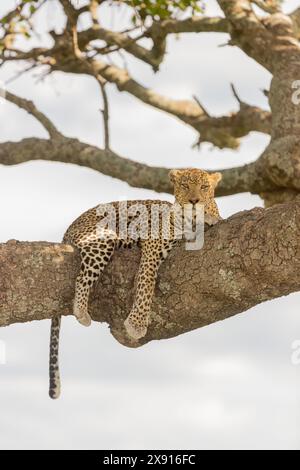 Dans une scène classique du Serengeti, un léopard se prélasse dans un saucisse, dégageant une aura de tranquillité royale au milieu de la nature sauvage. Banque D'Images