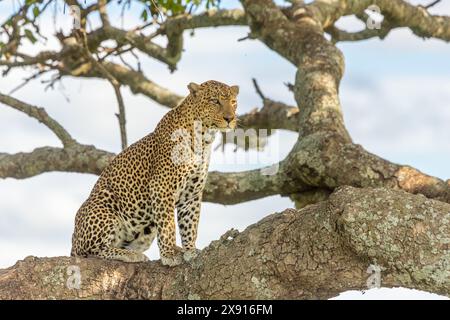 Dans une scène classique du Serengeti, un léopard se prélasse dans un saucisse, dégageant une aura de tranquillité royale au milieu de la nature sauvage. Banque D'Images