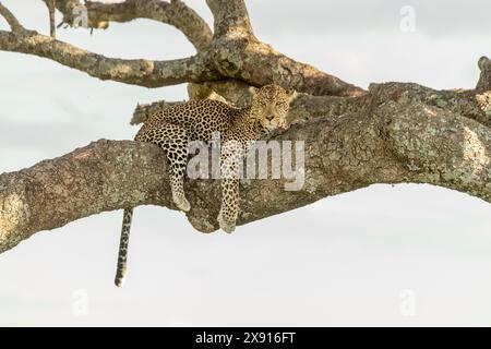 Dans une scène classique du Serengeti, un léopard se prélasse dans un saucisse, dégageant une aura de tranquillité royale au milieu de la nature sauvage. Banque D'Images