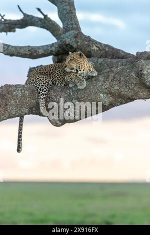 Dans une scène classique du Serengeti, un léopard se prélasse dans un saucisse, dégageant une aura de tranquillité royale au milieu de la nature sauvage. Banque D'Images