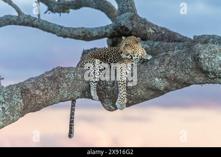 Dans une scène classique du Serengeti, un léopard se prélasse dans un saucisse, dégageant une aura de tranquillité royale au milieu de la nature sauvage. Banque D'Images