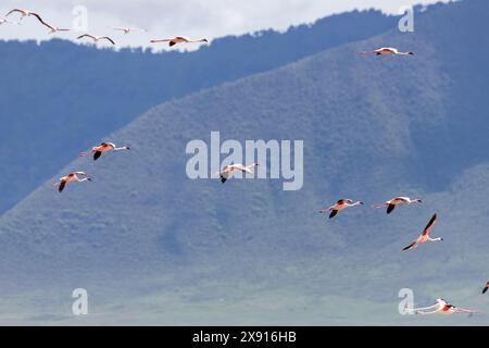 Au milieu de la beauté éthérée du cratère Ngorongoro, un spectacle fascinant se déploie tandis qu'un troupeau de flamants roses glisse gracieusement dans le ciel. Banque D'Images