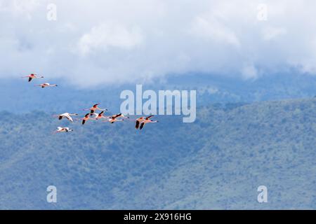 Au milieu de la beauté éthérée du cratère Ngorongoro, un spectacle fascinant se déploie tandis qu'un troupeau de flamants roses glisse gracieusement dans le ciel. Banque D'Images