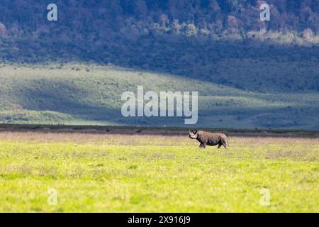 Dans la vaste étendue du cratère Ngorongoro, un rhinocéros noir solitaire erre, incarnant à la fois la force et la fragilité des trésors sauvages de l'Afrique. Banque D'Images