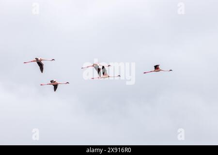 Un spectacle fascinant comme un troupeau de flamants roses s'envole gracieusement au-dessus du parc national d'Arusha, mettant en valeur la beauté des merveilles aviaires d'Afrique de l'est. Banque D'Images