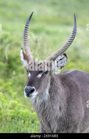 Portrait rapproché d'un majestueux Waterbuck dans le parc national d'Arusha, mettant en valeur la beauté et la grâce de la faune et de la flore d'Afrique de l'est. Banque D'Images