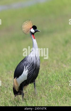 Une majestueuse grue grise couronnée navigue gracieusement dans les eaux tranquilles du marais d'Amboseli, symbole d'élégance dans les zones humides africaines. Banque D'Images