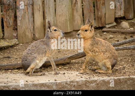 Paire de mara patagonien Dolichotis patagonum près d'espèces menacées de rongeurs dans l'enclos captif du zoo de Sofia, Sofia Bulgarie, Europe, Balkans, UE Banque D'Images