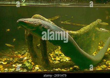 Big Electric anguille couteau poisson dans la mer de Chine méridionale capturé Banque D'Images