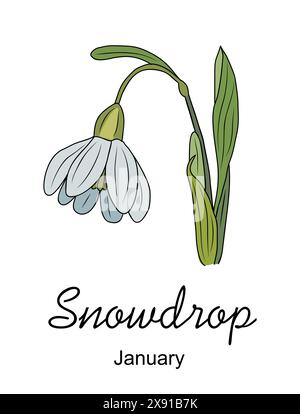 Snowdrop, janvier mois de naissance fleurs vecteur art Illustration de Vecteur