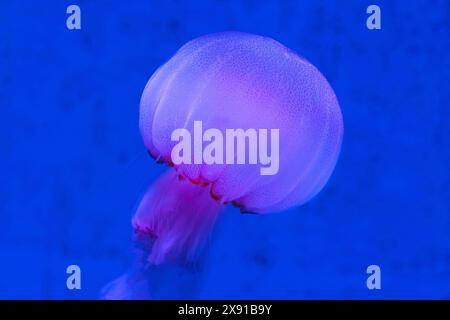 Rouge Orange Blanc Big Jelly Fish dans un océan Banque D'Images