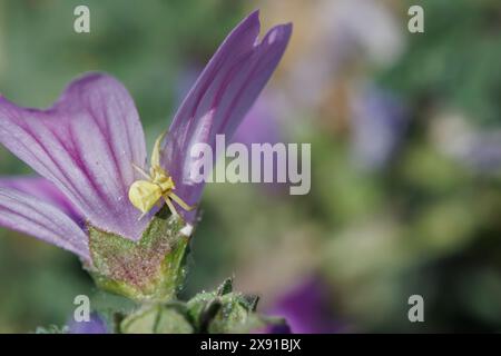 Araignée crabe Thomisus onustus sur pétale de Malva sylvestris, Alcoy, Espagne Banque D'Images