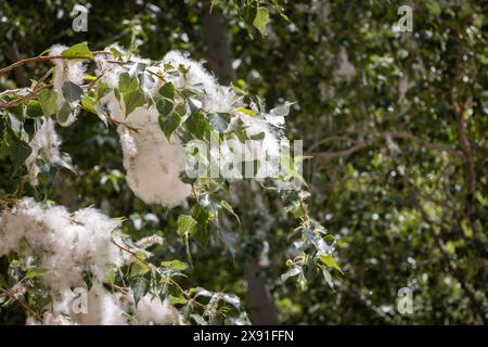 Gros plan de peuplier noir (Populus nigra), graines de coton pelucheuses blanches et feuilles vertes, vallée de l'Ourika, Maroc Banque D'Images