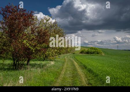 Prairies et champs près de la ville de Mikulov avant la tempête au printemps couleur chaude jour frais Banque D'Images