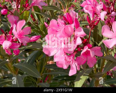 Gros plan de fleurs de laurier rose (Nerium oleander), Crète, Grèce Banque D'Images